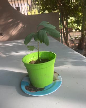 Pianta di gimkobiloba