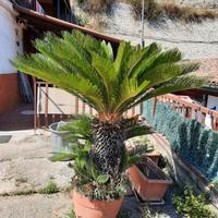 Pianta Cycas