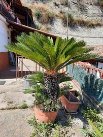 Pianta Cycas