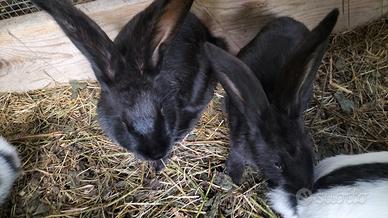 Femmina Nera di gigante