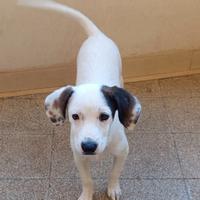 Cagnolina di 5mesi