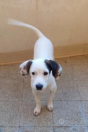 Cagnolina di 5mesi