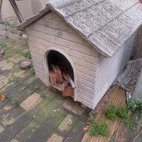 casetta cuccia per cani in cemento