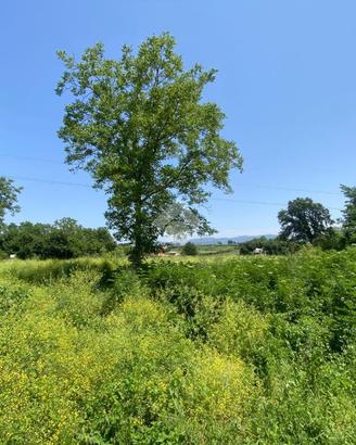 TER. AGRICOLO A SAN CESAREO