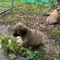 Cucciolo di meticcio maschio