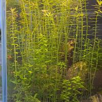 Rotala rotundifolia - pianta da acquario