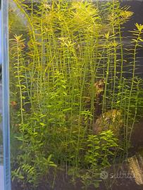 Rotala rotundifolia - pianta da acquario