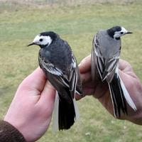 Coppia ballerine bianche