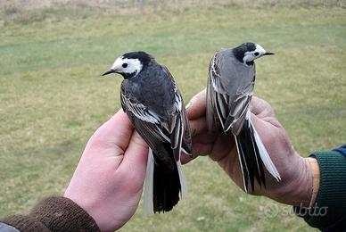 Coppia ballerine bianche