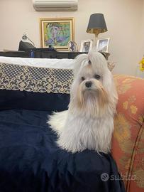Cuccioli maltese