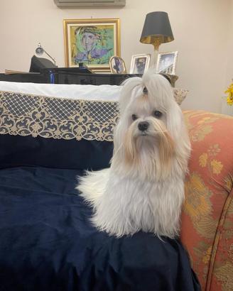 Cuccioli maltese