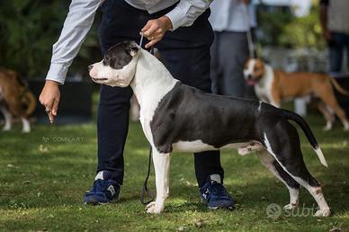 American Staffordshire Terrier (Amstaff)