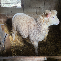 Agnello ill de france per merino