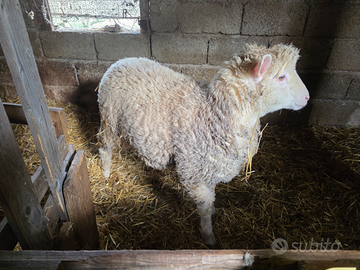 Agnello ill de france per merino