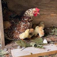 Checchetti - galline - polli