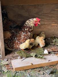 Checchetti - galline - polli