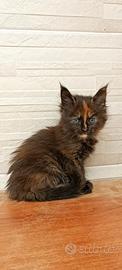 Cuccioli Maine Coon con pedigree AfEf Chloe