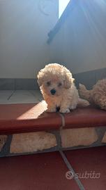 maltipoo mini Toy 2 femmine  klarna scalapay 
