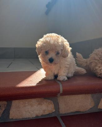 maltipoo mini Toy 2 femmine  klarna scalapay 