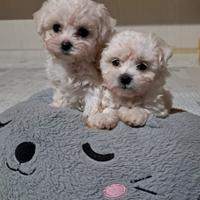 Maltese toy