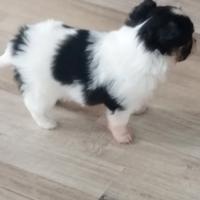 Cucciola di chiwawa