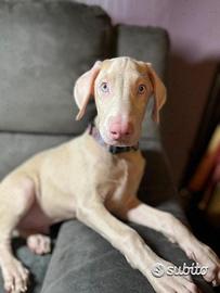 Dobermann Bianco Cucciolo Maschio