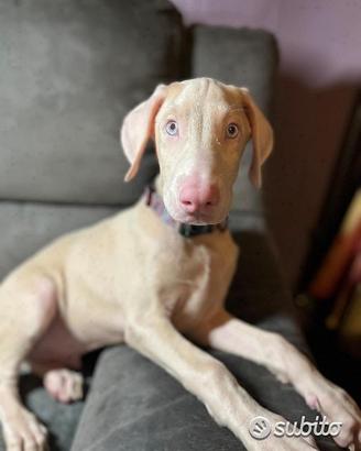 Dobermann Bianco Cucciolo Maschio