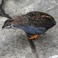 Quaglie cinesi