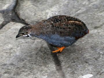Quaglie cinesi