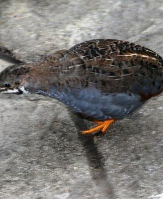 Quaglie cinesi