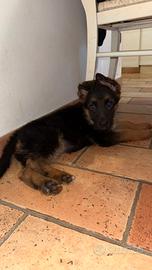 Pasrore tedesco cucciolo