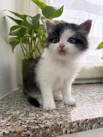 Gattina incrocio Maine coon/siberiano