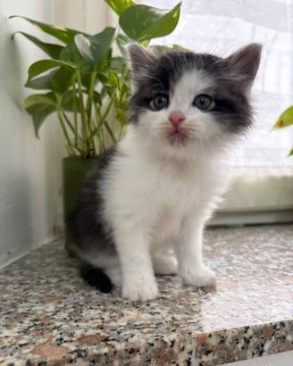 Gattina incrocio Maine coon/siberiano