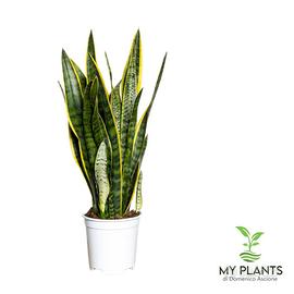 Pianta di Sansevieria Ø20