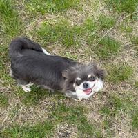 Chihuahua femmina
