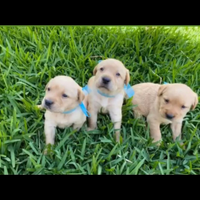 Cuccioli di labrador disponibili originali