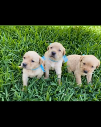 Cuccioli di labrador disponibili originali