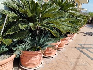 cigas in vasi in resina da cm 80