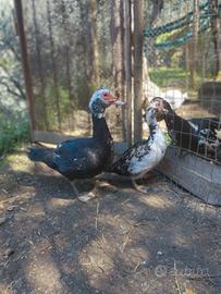 Coppia giovane di anatra muta