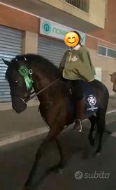 Pura Raza Espanola Capa negra