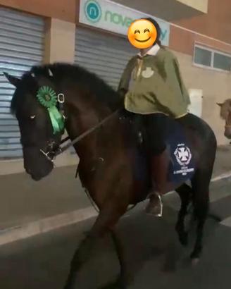 Pura Raza Espanola Capa negra