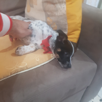 Cucciolo due mesi mini mini