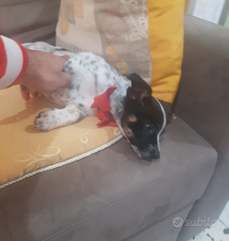 Cucciolo due mesi mini mini