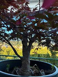 Bonsai di Acero