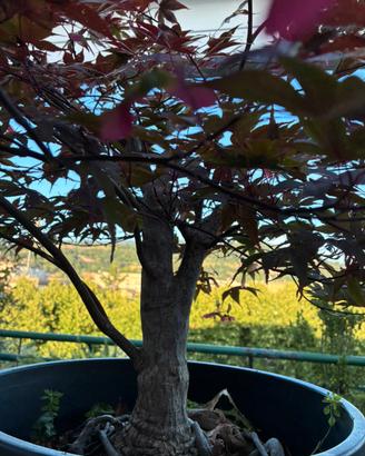 Bonsai di Acero