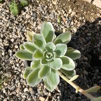 rara echeveria lemon lime