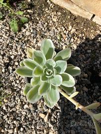 rara echeveria lemon lime