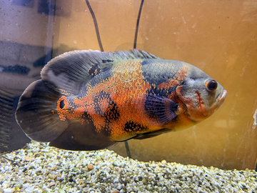 Pesce Oscar - Astronotus Ocellatus