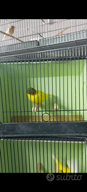 Canarino Gloster maschio '25