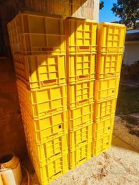 Cassette di plastica per la raccolta frutta 